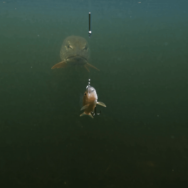FishScan